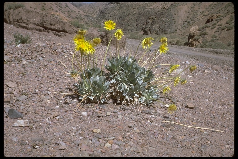 Image of Panamint daisy