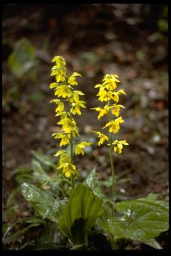 Image of Calanthe striata R. Br. ex Spreng.