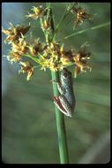 Image of Common Reed Frog