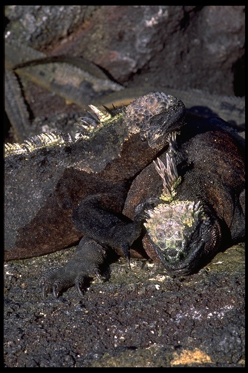 Image of Amblyrhynchus cristatus cristatus Bell 1825