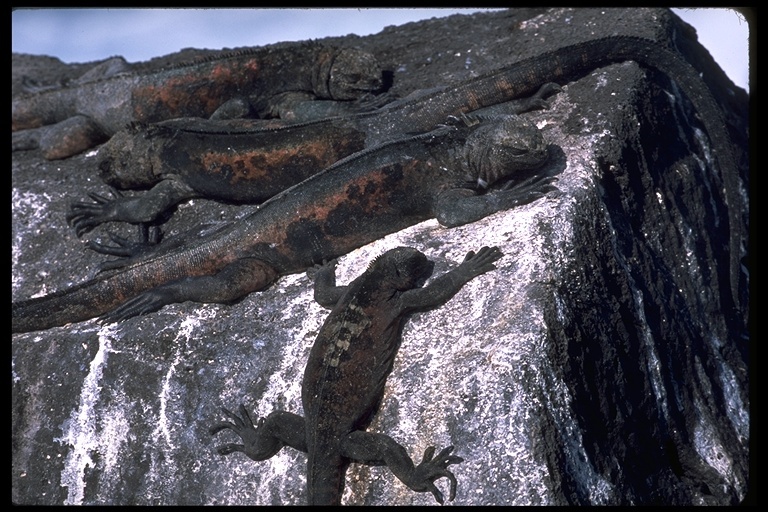 Слика од Amblyrhynchus cristatus venustissimus Eibl-eibesfeldt 1956