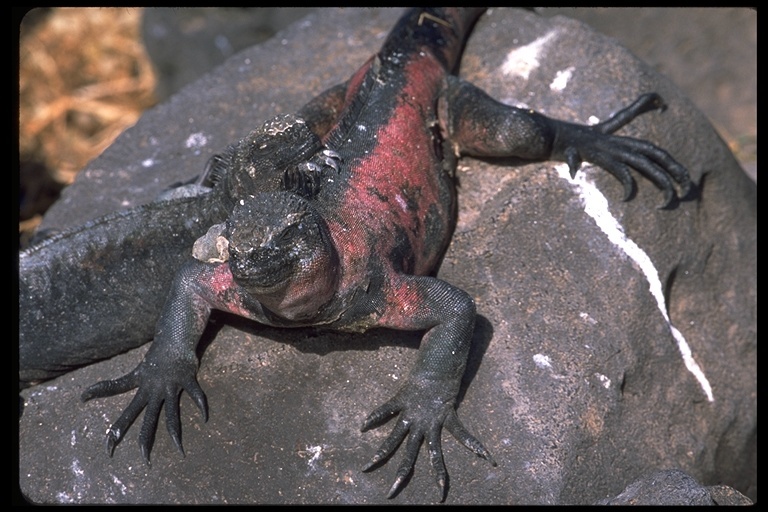 Слика од Amblyrhynchus cristatus venustissimus Eibl-eibesfeldt 1956