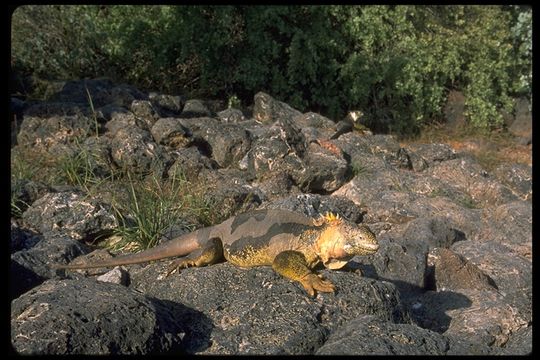 Image of Galapagos Land Iguana