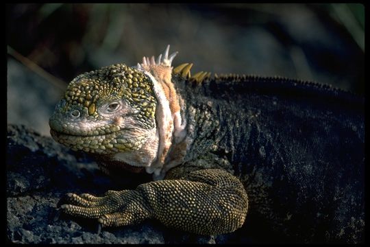 Image of Galapagos Land Iguana