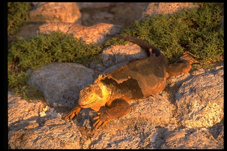 Image of Galapagos Land Iguana