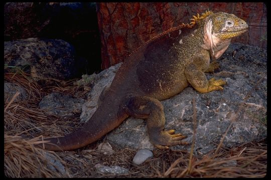 Image of Galapagos Land Iguana