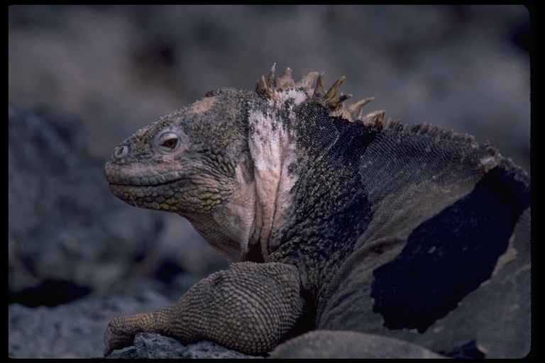 Image of Galapagos Land Iguana