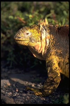 Image of Galapagos Land Iguana