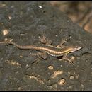 Image of San Cristobal Lava Lizard