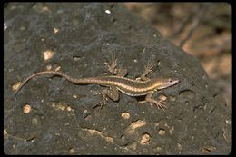 Plancia ëd Microlophus bivittatus (Peters 1871)