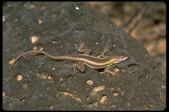 Image of San Cristobal Lava Lizard