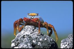 Image of Sally lightfoot crab