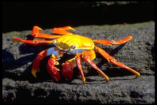 Image of Sally lightfoot crab