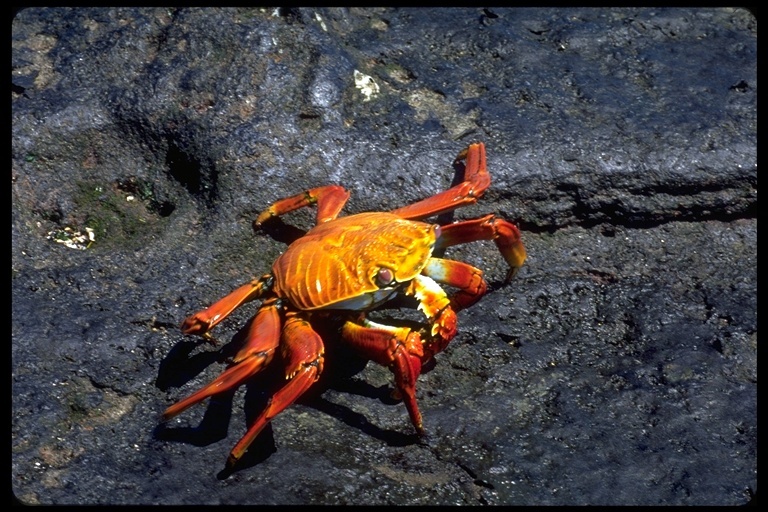 Image of Sally lightfoot crab