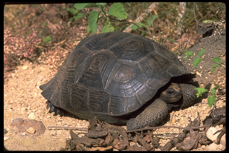 Image of Chatham Island Giant Tortoise