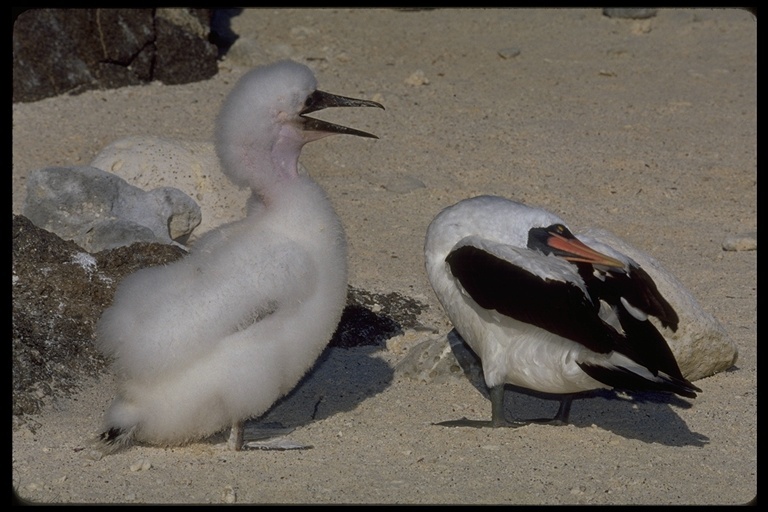 Image of Nazca Booby