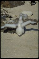 Image of Nazca Booby