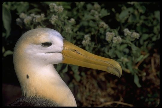 Image de Albatros des Galapagos