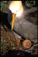 Image of Waved Albatross