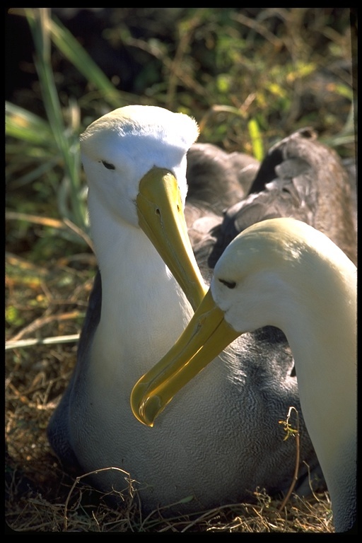 Image of Waved Albatross