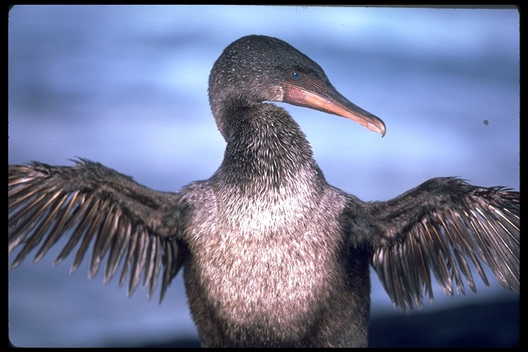 Image of Flightless Cormorant