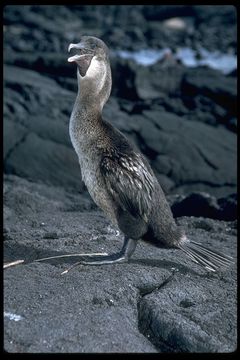 Image of Flightless Cormorant