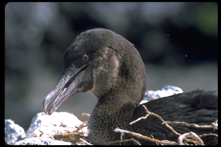 Image of Flightless Cormorant