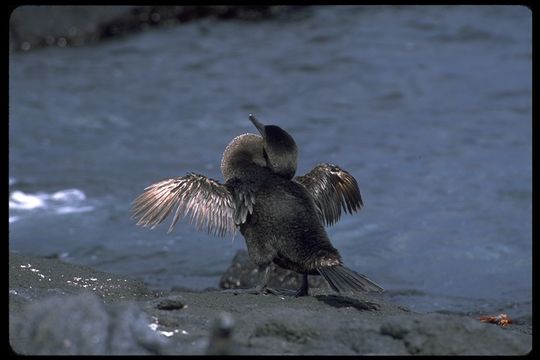 Image of Flightless Cormorant