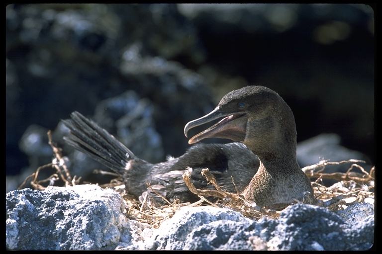 Image of Flightless Cormorant