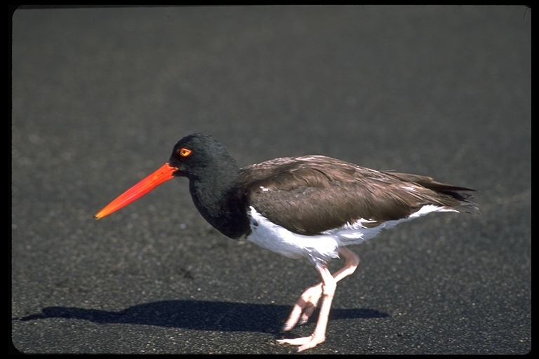 Imagem de Haematopus palliatus galapagensis Ridgway 1886