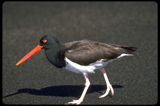 Image of Haematopus palliatus galapagensis Ridgway 1886