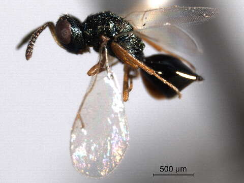 Image of Sphegigastrini