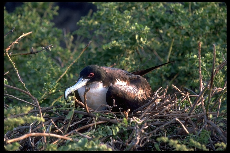 Image of Great Frigatebird