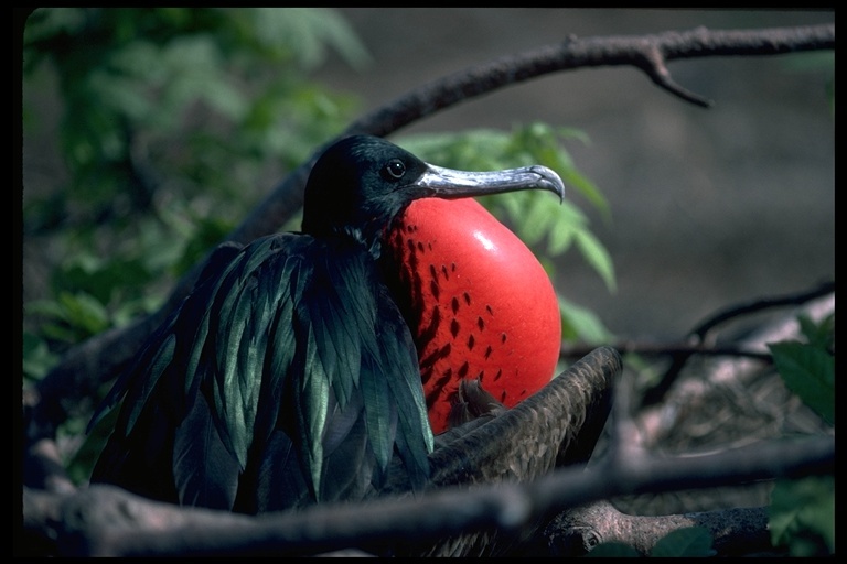 Image of Great Frigatebird