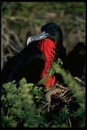 Image of Great Frigatebird