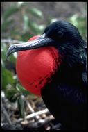 Image of Great Frigatebird