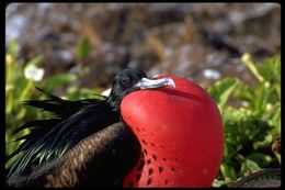 Image of Great Frigatebird