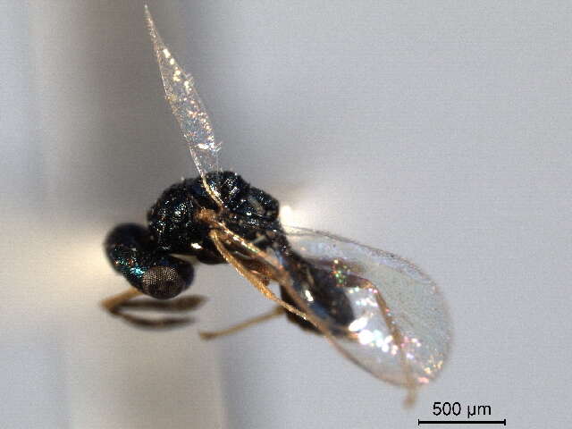 Image of Sphegigastrini