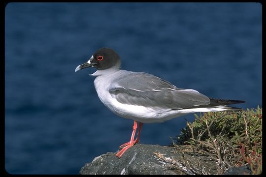 Image of Swallow-tailed Gull