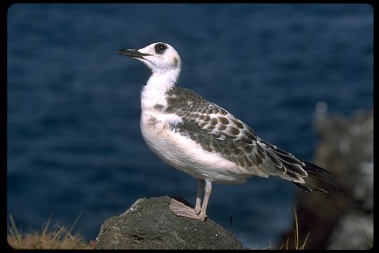 Image of Swallow-tailed Gull