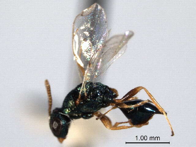 Image of Sphegigastrini