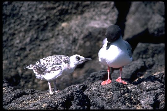 Image of Swallow-tailed Gull