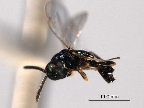 Image of Sphegigastrini