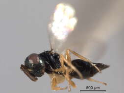 Image of Trichomalopsis