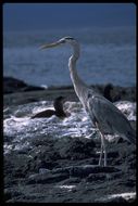 Image of Great Blue Heron