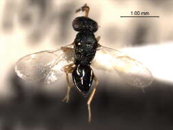 Image of Trichomalopsis