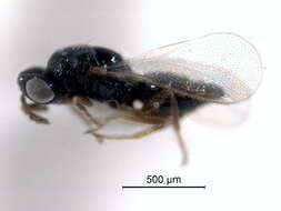 صورة Grotiusomyia