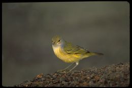 Image de Setophaga petechia aureola (Gould 1839)