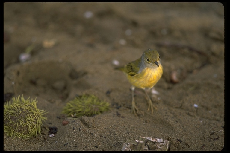 Image of Setophaga petechia aureola (Gould 1839)