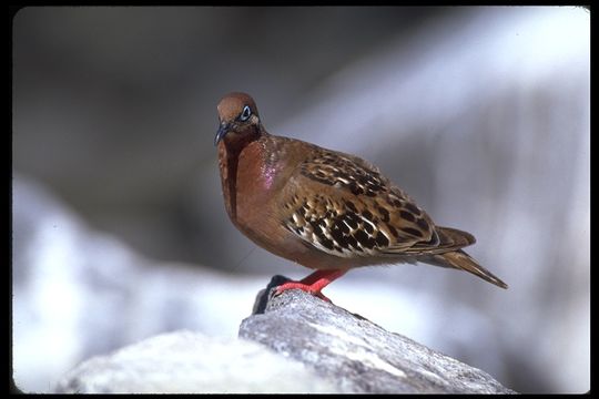 Imagem de Zenaida galapagoensis Gould 1841